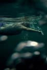 Open Water Poster